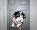 Small #8 Yorkshire Terrier