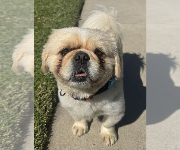 Medium Photo #1 Pekingese Puppy For Sale in Newport Beach, CA, USA
