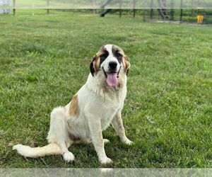 Great Pyrenees-Saint Bernard Mix Dogs for adoption in Aurora, IN, USA