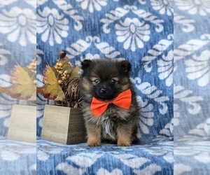 Pomeranian Puppy for sale in OXFORD, PA, USA