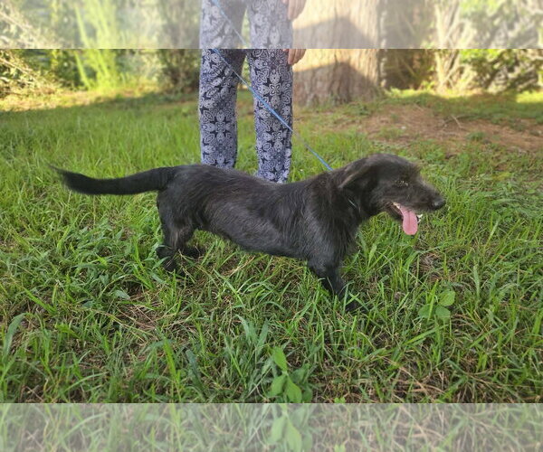 Medium Photo #6 Mutt Puppy For Sale in Wakefield, RI, USA