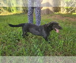 Small #5 Mutt