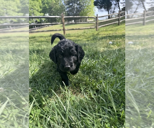 Medium Photo #7 Goldendoodle Puppy For Sale in MATTHEWS, NC, USA