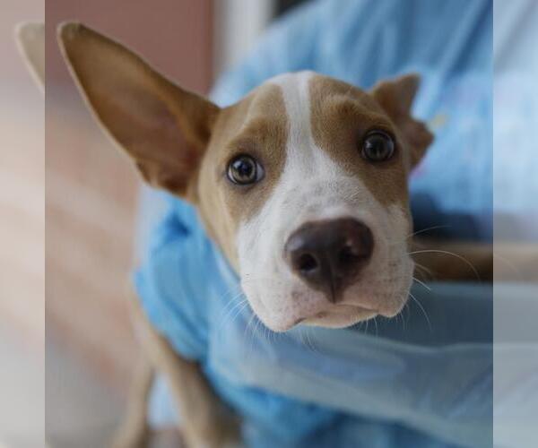 Medium Photo #1 Mutt Puppy For Sale in San Antonio, TX, USA