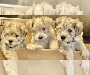 Schnauzer (Miniature) Puppy for sale in MARION, NC, USA
