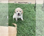 Puppy Miguel Angel Golden Retriever