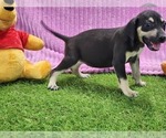 Small #8 Catahoula Leopard Dog