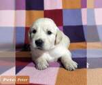 Small Photo #1 Golden Retriever Puppy For Sale in AIKEN, SC, USA