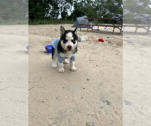 Siberian Husky Puppy for sale in SALEM, IL, USA