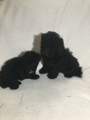 Maltipoo Puppy for sale in JEFFERSONVILLE, IN, USA