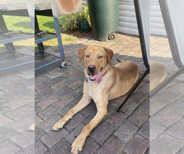 Medium Photo #1 Labrador Retriever-Unknown Mix Puppy For Sale in Plainfield, IL, USA
