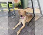 Small Labrador Retriever Mix