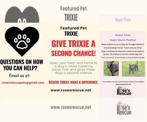 Mutt Dogs for adoption in Rootstown, OH, USA