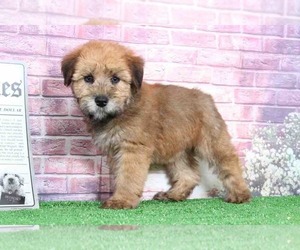 Medium Soft Coated Wheaten Terrier