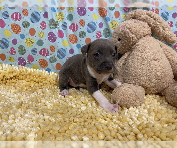 Medium Photo #1 Border Collie-Unknown Mix Puppy For Sale in Modesto, CA, USA