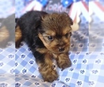 Small Photo #16 Yorkshire Terrier Puppy For Sale in AKRON, OH, USA