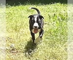 Small #4 Mutt