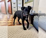 Small #4 Labrador Retriever
