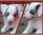 Puppy Kansas Border Collie