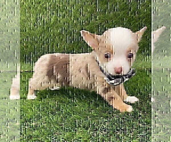 Medium Photo #15 Chihuahua Puppy For Sale in AVONDALE ESTATES, GA, USA
