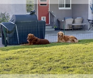 Mother of the Golden Retriever puppies born on 03/19/2025