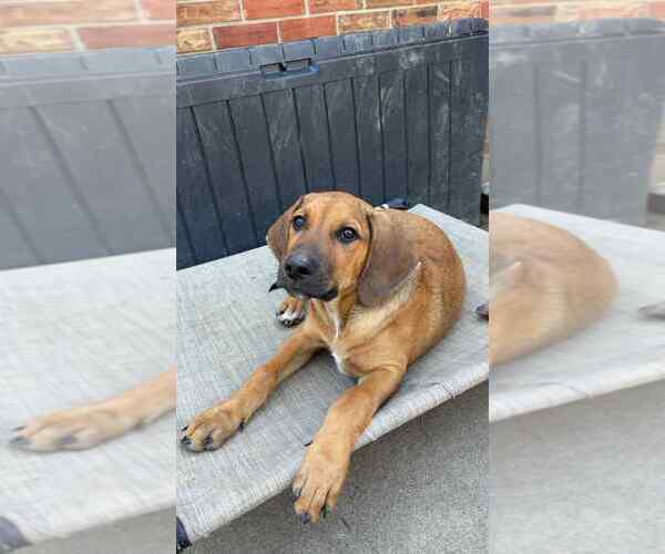 Medium Photo #3 Beagle-German Shepherd Dog Mix Puppy For Sale in Aurora, IN, USA