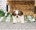 Small #1 Shih Tzu