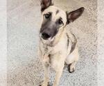 Small #2 German Shepherd Dog Mix