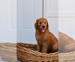 Small Photo #3 Goldendoodle Puppy For Sale in MIAMI, FL, USA