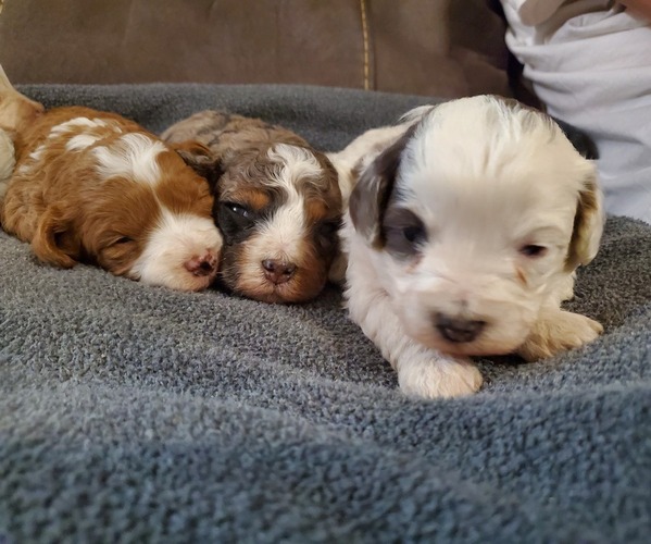 Medium Photo #13 Bernedoodle (Miniature) Puppy For Sale in LEETONIA, OH, USA
