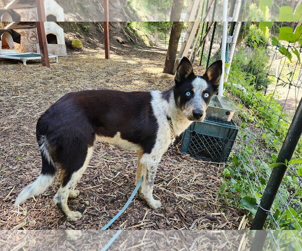 Medium Photo #2 Mutt Puppy For Sale in Paso Robles, CA, USA