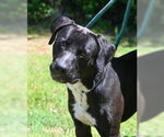 Small #11 Labrador Retriever Mix