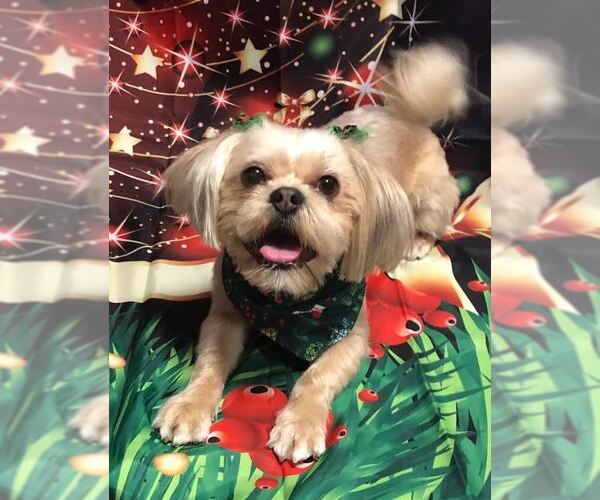 Medium Photo #3 Shih Tzu-Unknown Mix Puppy For Sale in Williamsburg, IA, USA