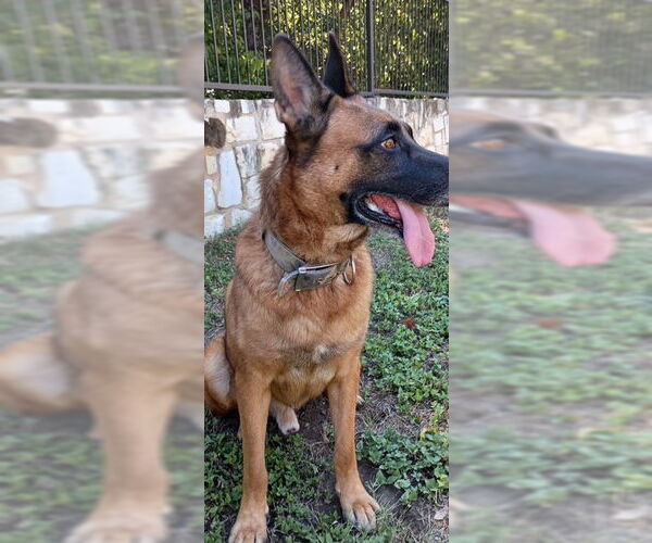 Medium Photo #9 Mutt Puppy For Sale in Stevens Point, WI, USA