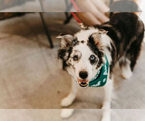 Collie-Unknown Mix Dogs for adoption in St. Cloud, MN, USA