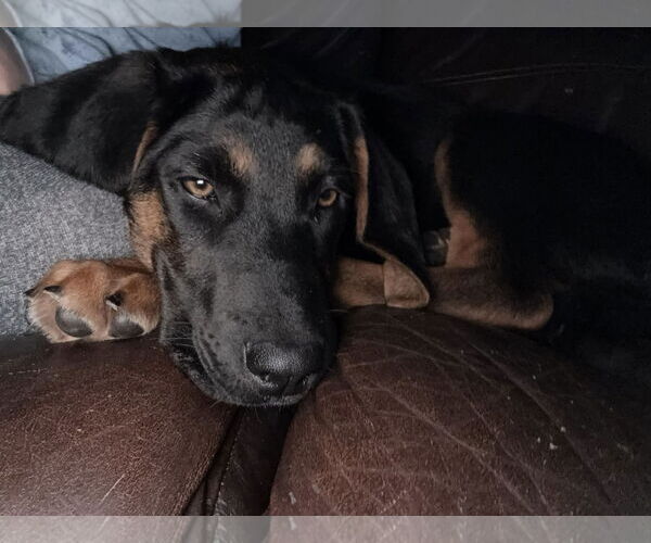 Medium Photo #5 Mutt Puppy For Sale in Woodbury, NY, USA