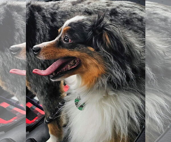 Medium Photo #3 Australian Shepherd-Unknown Mix Puppy For Sale in Farmington, MN, USA