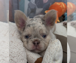 Puppy Biggie French Bulldog