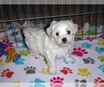 Small Maltese