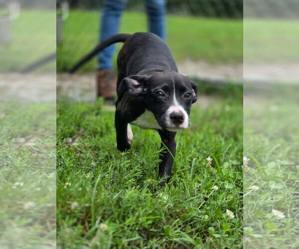 Medium Photo #2 Mutt Puppy For Sale in Anniston, AL, USA