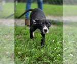 Small #1 Mutt