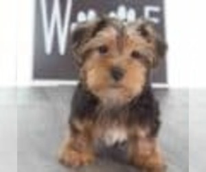 Yorkshire Terrier Puppy for sale in RED LION, PA, USA