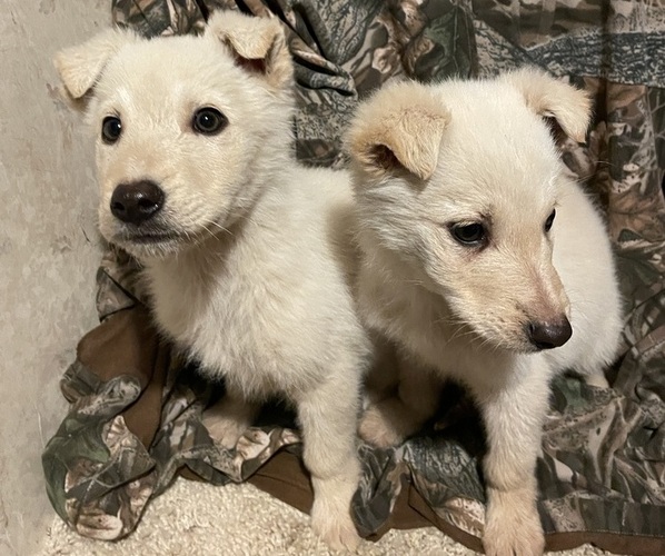 Medium Photo #1 Shollie Puppy For Sale in PRINEVILLE, OR, USA