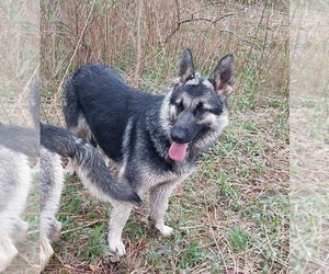 Mother of the King Shepherd puppies born on 04/06/2026