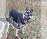 Small Photo #1 King Shepherd Puppy For Sale in WALKERTON, IN, USA
