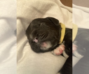 Cocker Spaniel Puppy for sale in BHAVEN, MS, USA
