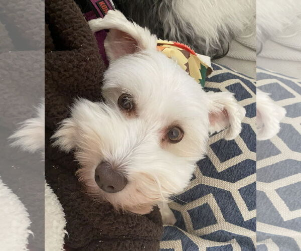 Medium Photo #2 - Mix Puppy For Sale in Lenoir, NC, USA