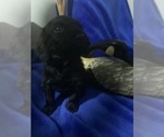 Small Photo #41 Goldendoodle Puppy For Sale in DYERSBURG, TN, USA
