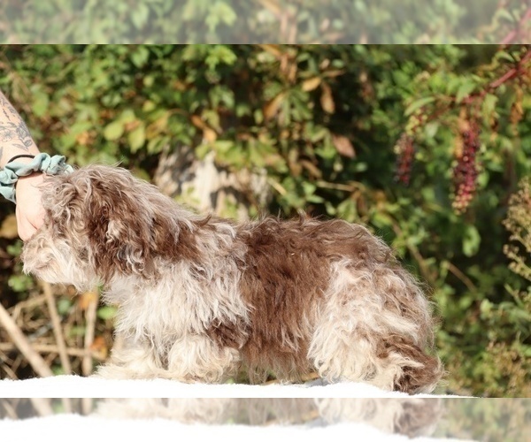 Medium Photo #27 ShihPoo Puppy For Sale in DYERSBURG, TN, USA