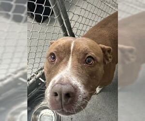 American Pit Bull Terrier Dogs for adoption in Glen Allen, VA, USA